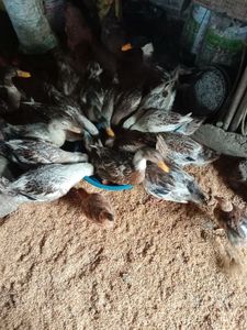 Conversion optimale des aliments et performance animale Farine de maïs Grain à texture fine pour chevaux et poissons - Product Image 5