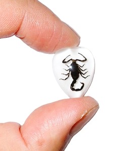 Scorpion noir, spécimen réel, cabochon en plastique, cœur 17x21 mm, fond plat blanc, pour artisanat et fabrication de bijoux - Product Image 2