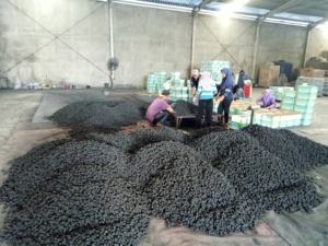 Meilleur charbon de bois de noix de coco 100% de haute qualité pour chicha/narguilé BRIQUETTE de haute qualité fabriquée à partir de motif NATURE de coquille de noix de coco (Cube) - Product Image 3