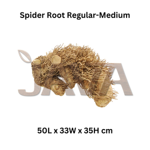 Java สัตว์เลื้อยคลานและสัตว์ครึ่งบกครึ่งน้ำทนทานเป็นมิตรกับสิ่งแวดล้อมสมุนไพรรากแมงมุม (ไม้) สำหรับการดูแลสัตว์เลื้อยคลาน - Product Image 2