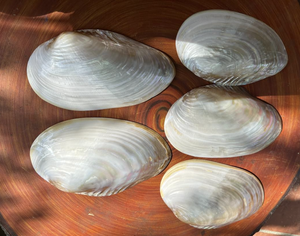 Modern Luxury Mother of Pearl Plate Vietnam Natural Shell Material for Vanity Tray Dressing Table Decor Gift Use - Product Image 2