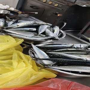 Atún del Pacífico Congelado de Alta Calidad, Pescado de Mar y Tierra a Precios Competitivos - Product Image 2