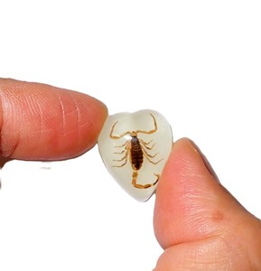 Scorpion doré, spécimen réel, cabochon en plastique en forme de cœur 17x21 mm, fond plat, pour artisanat et fabrication de bijoux - Product Image 3