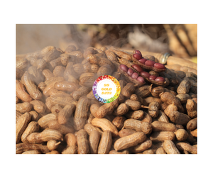 Arachide bouillie congelée arachide sélectionnée de qualité supérieure arachide bouillie congelée arachide bouillie congelée de source fiable du Vietnam - Product Image 4