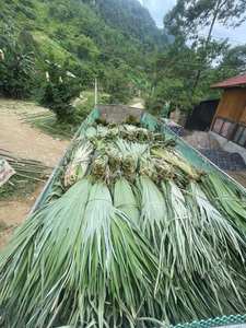 Hojas de Palma Secas Pintadas y Teñidas a Mano, Follaje Decorativo Premium para Hogares Modernos Boho, Suministro para Decoración de Eventos a Gran Escala - Product Image 5