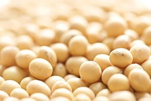 High Quality Premium Organic Yellow <b>Soybean</b> Seeds Non-GMO and Natural Dried Now Available in Bulk Stock at Affordable Price - Product Image 3