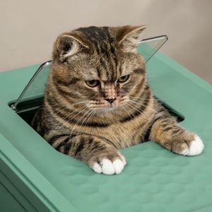 Lettiera per Gatti in Acciaio Inossidabile Chiusa, Grande Capacità, Forma Quadrata, Facile da Pulire con Paletta in Plastica - Product Image 6