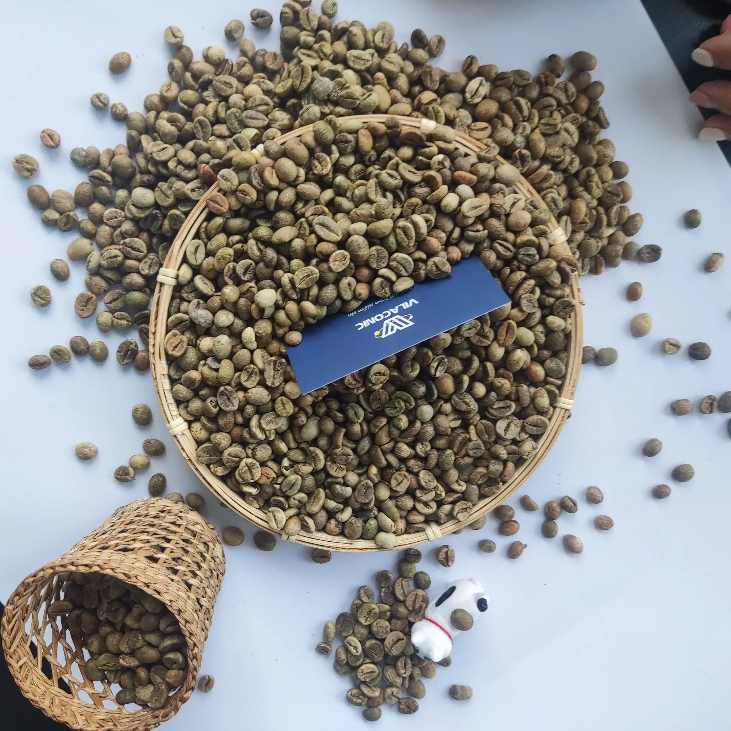 Вьетнам, высокое качество, ROBUSTA ARABICA, зеленые кофейные зерна, хорошая цена, SCR13 16 18- WS: + 84-915355383