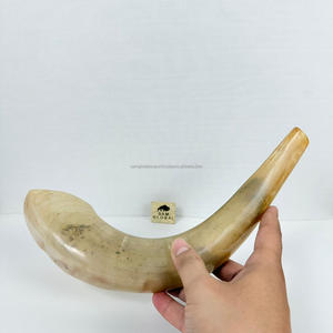 Corne de Shofar Judaica de haute qualité polie, artisanat naturel traditionnel juif, avec support en bois, qualité supérieure - Product Image 4