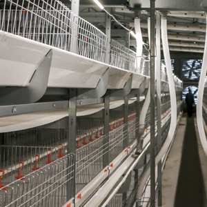 Système de cages avicoles automatisées avec alimentation, abreuvement et convoyeur à œufs centralisés - Product Image 2