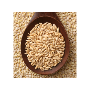 Malt d'orge séché de qualité supérieure pour l'alimentation animale – Graines en vrac pour la nutrition du bétail et l'exportation agricole - Product Image 5
