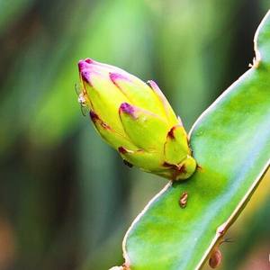Flor de Pitaya Seca para Uso Culinario, Calidad de Exportación, Ingrediente Vietnamita - Product Image 1