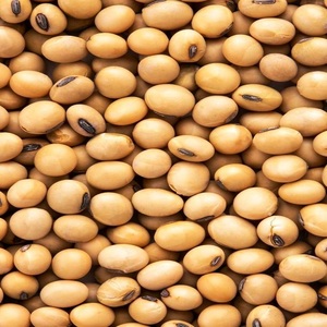 ถั่วเหลืองสดคุณภาพสูง ปลอดจีเอ็มโอ ขายส่ง พร้อมจัดส่ง สำหรับการจัดหาขายส่งและข้อกำหนดการปลูกพืชเกษตร - Product Image 3