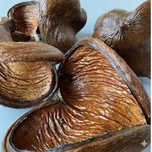 ยามูนา ฝักบัลมอสแห้งธรรมชาติรักษ์โลก (ขนาดใหญ่) สำหรับตู้ปลา - Product Image 6