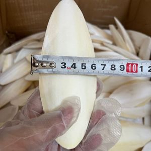 คุ้มค่ากับราคา 2026 กระดูกปลาหมึกสำหรับนก แหล่งแร่ธาตุสำหรับการตกแต่งจะงอยปากและการเคี้ยว - Product Image 3