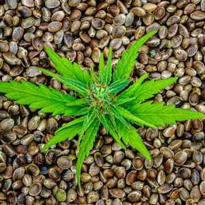 Graines de chanvre biologiques naturelles en gros, cœurs de chanvre décortiqués, fournisseur au meilleur prix - Product Image 2