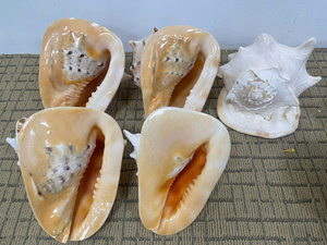 Conchas de Caracol Limpias al por Mayor 2026, Utilizadas para Decorar Paredes, Conchas de Nácar de Alta Calidad, Conchas Rosadas para Manualidades y Decoración - Product Image 4