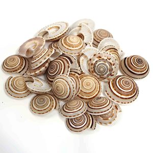 เปลือกหอยราคาถูกที่สุดจากซัพพลายเออร์ เปลือกหอยธรรมชาติขายดี นาฬิกาแดดจากเปลือกหอยสำหรับงานฝีมือ - Product Image 5