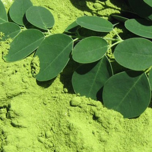 Fournisseur en gros de poudre d'extrait de feuilles de Moringa en vrac 1 kg Poudre de feuilles de Moringa - Product Image 4