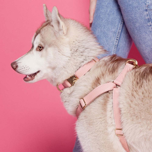 Lightweight Featuring Adjustable Features <b>Dog</b> Leather Collar <b>Custom</b> <b>Tag</b> & Logo Printing PU Leather Made Collar For <b>Dogs</b> - Product Image 5