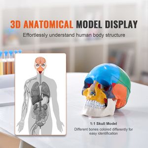 Modelo de Cráneo Anatómico de PVC de Tamaño Real, 8 Partes del Cerebro Humano y 3 Partes del Cráneo Pintadas, Anatomía Desmontable para Uso Escolar - Product Image 2