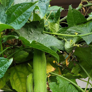 Semillas Híbridas de Calabaza Esponjosa F1 con Alta Tasa de Germinación, Frutos Largos y Tiernos, Variedad Resistente a Enfermedades para Cocina y Jardín - Product Image 4