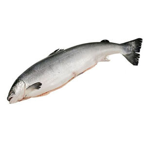 Salmón Atlántico Fresco del Reino Unido - Product Image 6