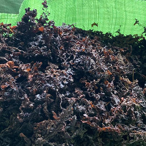 Sargassum Seco, Alga Marina Sazonada, Orgánica, Hojas Grandes Secas de Vietnam - Bolsa de 25 kg, Mejor Precio / Sra. Lima - Product Image 1