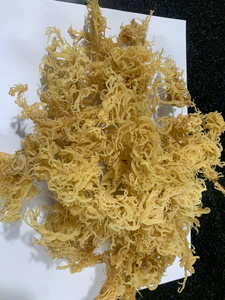 Seamoss with Affordable Price, From Viet Nam Suppliers - Product Image 2