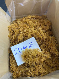 Mousse de mer Premium 2026 de haute qualité, approvisionnement en vrac du Vietnam à prix avantageux - Product Image 4