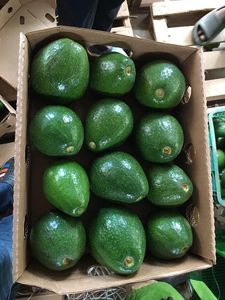 Trozos de Aguacate Congelados IQF, Listos para Smoothies y Postres - Origen Vietnam - Contacto +84971879377 (Nicky) - Product Image 4