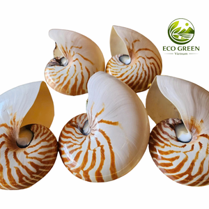Concha Espiral Marina Natural Grande, Concha Decorativa para Decoración de Playas y Resorts Costeros, Adorno para Acuarios - Product Image 1