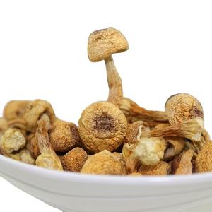 Agaricus-seta blazei seca, la mejor calidad, de Vietnam - Product Image 1