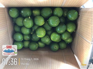มะนาวไร้เมล็ดสดจากฟาร์ม – เกรดส่งออกเวียดนาม ผลไม้รสเปรี้ยวเขียวฉ่ำ - Product Image 6