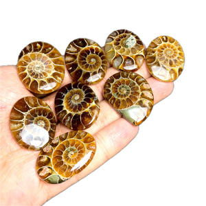 Fossiles d'ammonites naturelles polies, cabochons, pièces uniques assorties, pour bijoux, pendentifs, bagues, boucles d'oreilles, colliers, macramé, médaillons, tailles variées - Product Image 1