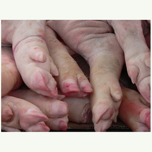 Pieds de porc congelés du Brésil à vendre – Viande de porc congelée 100 % préservée / Cuisses de porc / Pieds de porc à vendre - Product Image 5