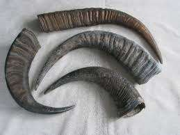 Hueso de Búfalo Indio Natural y Saludable para Perros, de Alta Calidad, con Diseño Floral Tallado |   Craft Galore - Product Image 2