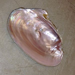Glam Shell Spoon Mother Of Pearl <b>Mirror</b> Polish Durable Eco Friendly Wholesale Bulk Supply - Product Image 1