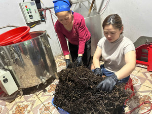 High Quality <b>Dried</b> <b>Grass</b> Jelly Natural Herbal Dessert Soy Milk Refreshing Cooling High Fiber Healthy Bulk 70kg VietDelta - Product Image 6