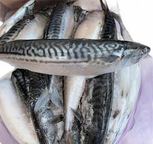 Best Quality Hot Sale Price Organic Whole Body BQF Frozen Pacific Mackerel Fish - Product Image 1