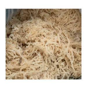 สาหร่ายยูเชียมาคอตตอนนีแห้งธรรมชาติ วัตถุดิบสำหรับอุตสาหกรรมอาหาร สำหรับตลาดส่งออกขายส่งระหว่างประเทศ - Product Image 2