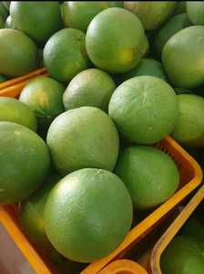 Pomelo de piel verde fresca, pomelo de Vietnam, carne rosa, cítricos orgánicos, suministro a granel, sabor dulce, grado A - Product Image 4