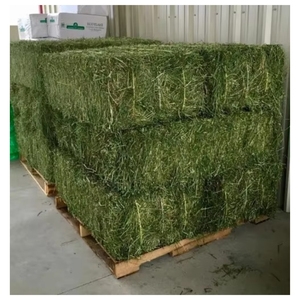 Premium Alfalfa Hay for Animal Nutrition High Quality Forage Feed Horses Cattle Dairy Wholesale Bulk Supply Export Supplier - Product Image 1