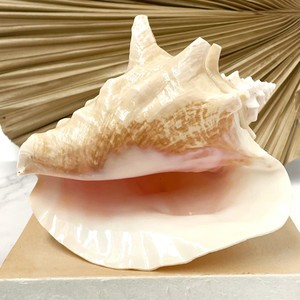 <b>Queen</b> conch sea shell big sized seashell beach coastal style display seashells competitive price - Product Image 6