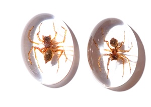Araña Fantasma, Espécimen Real, Cabujón de Plástico Ovalado de 18x25 mm, Base Plana Transparente para Manualidades y Joyería - Product Image 2