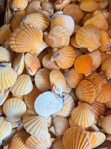 CONCHAS DE MAR PULIDAS PARA JOYERÍA Y PROYECTOS DE ARTE - Product Image 6