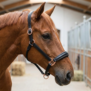 Harnais de cheval élégant en cuir noir avec quincaillerie en acier inoxydable, couronne et muserolle rembourrés, réglable, pour selle anglaise haut de gamme - Product Image 1