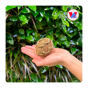 Juguete para mascotas de fibra de coco, bola masticable resistente, esfera de cáscara biodegradable para perros grandes, masticadores agresivos, juego moláar, el más vendido - Product Image 1