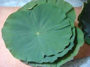 Feuilles de lotus séchées pour le thé : provenant de lotus frais, haute qualité et bon prix - Product Image 2