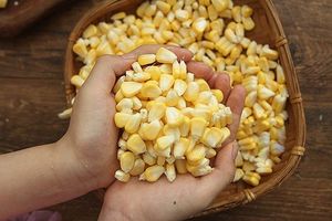Great Choice High Quality Great Price Organic Dried Waxy <b>Corn</b> Seeds for Healthy Cooking, Cereal, <b>Snack</b> Industry, Bulk Export - Product Image 2